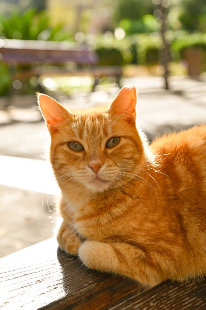 cat at the villa rundle garden in gozo